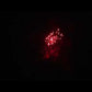 FF10003 - 50mm - Shell - 19s - LD - Red Peony